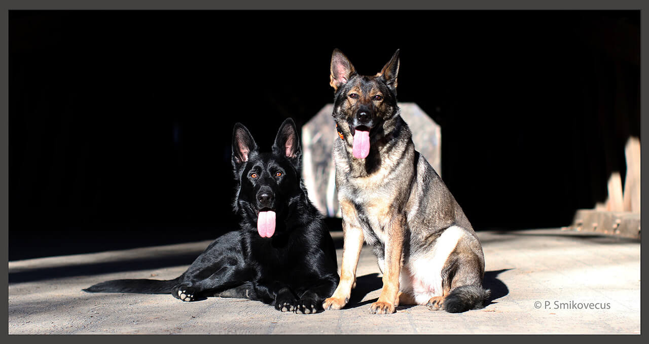 German Shepherd Puppies