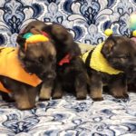 German Shepherd Puppies, KRUSHK9 Ocean County Dog Training