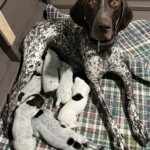 GSP Puppy, German Shorthaired Pointer puppies